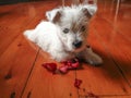 Cute dog with flower: west highland terrier westie puppy with ch Royalty Free Stock Photo