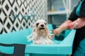 Cute dog in foam, female groomer on background