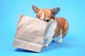 A cute dog with food delivery eco friendly craft pack with home delivered purchases or gifts, front view, copy space. Advertising