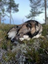 Cute dog in forest sleeping Royalty Free Stock Photo
