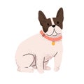 Cute dog of French bulldog breed. Funny adorable doggy with collar. Canine animal, sweet pup portrait. Lovely puppy with