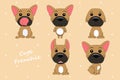 Cute dog French Bulldog fawn color