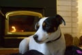 Dog and fireplace