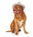 A cute dog in a funny hat is sitting Royalty Free Stock Photo