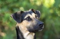 Cute Dog German Shepherd Royalty Free Stock Photo