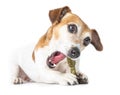 Cute dog gnawed bone treat,