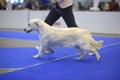 Cute dog of golden retriever breed running on a ring
