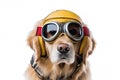 Cute dog Golden retriever with captain pilot costume for flying with airplane isolated on white background, funny moment, pet Royalty Free Stock Photo