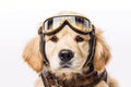 Cute dog Golden retriever with captain pilot costume for flying with airplane isolated on white background, funny moment, pet Royalty Free Stock Photo