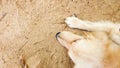 Cute dog golden retriever sleeping on sand beach funny pose Royalty Free Stock Photo