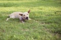 cute dog on grass field day time. Royalty Free Stock Photo