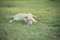 cute dog on grass field day time. Royalty Free Stock Photo