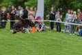 Cute dog in the grass at summer park during catching a frisbee disc, jump moment. Happiness in energy and in motion. Dog Royalty Free Stock Photo