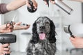 Cute dog and groomers with tools in salon