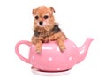 Cute dog hiding inside the pink tea pot Royalty Free Stock Photo