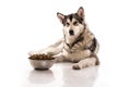 Cute dog and his favorite dry food on a white background