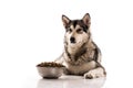 Cute dog and his favorite dry food on a white background Royalty Free Stock Photo