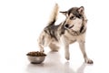 Cute dog and his favorite dry food on a white background Royalty Free Stock Photo