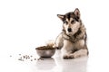 Cute dog and his favorite dry food on a white background Royalty Free Stock Photo