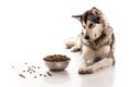 Cute dog and his favorite dry food on a white background Royalty Free Stock Photo