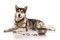 Cute dog and his favorite dry food on a white background