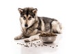 Cute dog and his favorite dry food on a white background Royalty Free Stock Photo