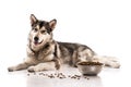 Cute dog and his favorite dry food on a white background