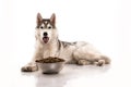 Cute dog and his favorite food on a white background