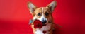 Cute dog holding flower in his mouth on red background. Love and romantic. Spring greeting card Royalty Free Stock Photo