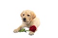 cute dog holds red rose and declares its love somebody