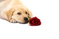 cute dog holds a red rose and declares its love somebody