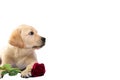 cute dog holds red rose and declares its love somebody. Valentine labrador retriever puppy