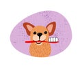 A cute dog holds a toothbrush in his teeth to care for the oral cavity.