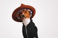 Cute dog in hoodie and fedora hat Royalty Free Stock Photo