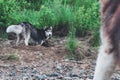 Cute dog husky digs pit in the ground. Muzzle doggy in the sand. Crafty face siberian husky