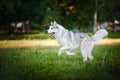 Cute dog husky running on the grass