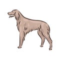 Cute dog Irish Setter breed pedigree vector illustration