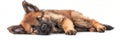 Cute Dog Isolated, Belgian Shepherd Puppy in Studio, Adorable German Shepherd Puppy Lying