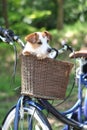 CUTE DOG JACK RUSSELL SITTING IN A BICYCLE BASKET ON SUMMER DAYS