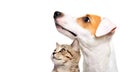 Cute dog Jack Russell Terrier and  kitten Scottish Straight Royalty Free Stock Photo
