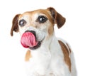 Cute Dog Jack Russell terrier licks nose with tongue. Royalty Free Stock Photo