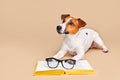 Cute dog jack russell terrier lying with book, reading and studying Royalty Free Stock Photo