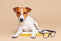 Cute dog jack russell terrier lying with book, reading and studying Royalty Free Stock Photo