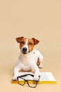 Cute dog jack russell terrier lying with book, reading and studying Royalty Free Stock Photo