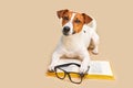 Cute dog jack russell terrier lying with book, reading and studying Royalty Free Stock Photo