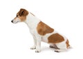 Cute Dog Jack Russell terrier sitting sideways in profile