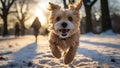 Cute dog jumping in the snow on a sunny winter day