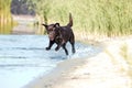 Cute dog jumping to river, sea water in summer, brown retriever resting, playing on beach. Happy purebred labrador