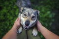 Cute brown dog jumps paws on the legs of a man, looking friendly with love and asks him to fondle and scratch behind the ear