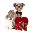 Cute Dog and Kitten With Valentines Heart and Flowers
